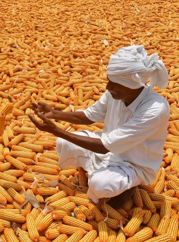 corn seller in bulk