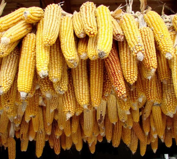 corn ethanol seller in india