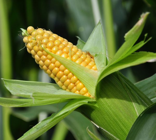 maize ethanol seller in india